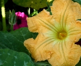 yellow-squash-flower_Dscn4913
