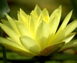 yellow-water-lily_DSC08830