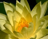 yellow-water-lily_P1070076
