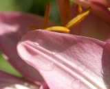 Water drops on pink lily petal