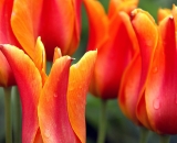 orange-and-yellow-tulips_DSC06516