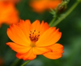 orange-flower_DSC04146