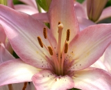 Pale pink Asiatic Lily