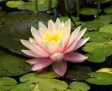 Pale pink water lily