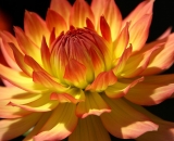 pink-and-yellow-dahlia-close-up_DSC06459