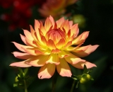 pink-and-yellow-dahlia_DSC06450