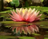 pink-water-lily-with-reflection_DSC07955