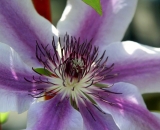 purple-and-white-clematis-close-up_DSC06765