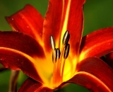 red-and-yellow-day-lily-close-up_DSC08927