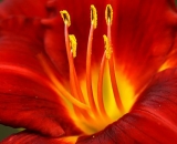 red-and-yellow daylily-close-up_DSC08993