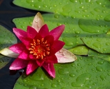 red-water-lily-with-raindrops_DSC08763