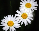 three-daisies_DSC06714