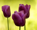 three-purple-tulips_DSC02106