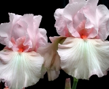 two-pink-and-white-iris_
