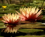 two-pink-water-lilies-with-reflection_DSC09020