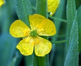 Buttercup-covered-with-dew_DSC02819