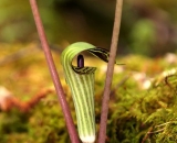 Jack-in-the-Pulpit_DSC02178