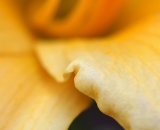 Day Lily close-up