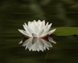 Fragrant Water Lily-04
