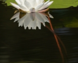 Fragrant Water Lily