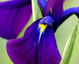 Blue-Flag-Iris-close-up_DSC07101