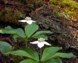 Bunchberry-flowers-and-rotting-log_DSC06852