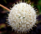 Buttonbush-flower_DSCN6585