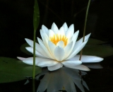 Fragrant-Waterlily-with-reflection_PICT0787