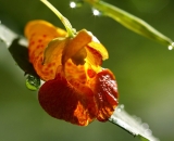 Touch-me-not-Jewelweed-with-dew_DSC09958