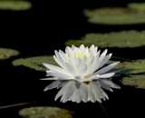 Fragrant Waterlily