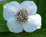 wet-Bunchberry-flower_DSC06897