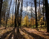 Light through an autumn forest