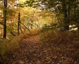 Woodland path in Autumn