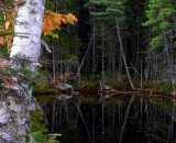 birch-at-edge-of-northern-Maine-pond_P1090802