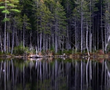 edge-of-northern-Maine-pond_P1090530