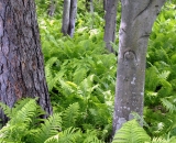 Trees among ferns
