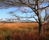 Scarborough-Marsh-in-autumn_P1100487