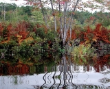 autumn-colors-with-reflections-along-stream_SCE 105