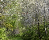 Footpath among blossoming spring trees
