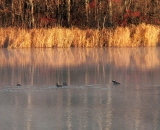 mergansers-at-edge-of-autumn-pond_P1100618