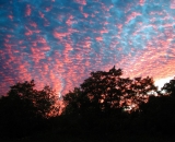 pink-clouds-and-blue-sky-at-sunset_SUN 057