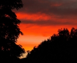 red-sunset-behind-tree-silhouettes_PICT0838
