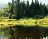 spruce-trees-reflected-in-stream_SCE 241