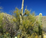 saguaro and prickly pear cactus_DSC06669