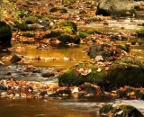 bobbin-mill-brook-in-autumn_DSC06022