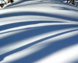 shadows-on-snow-in-woods_DSC02838