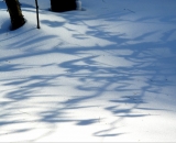 shadows-on-snow-in-woods_DSC02869