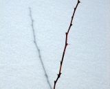 single-barberry-twig-and-shadow-in-snow_IMG_1061