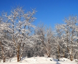 snow-covered-trees_P1020697