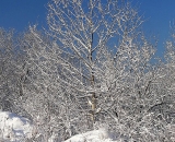 snow-covered-trees_P1020703